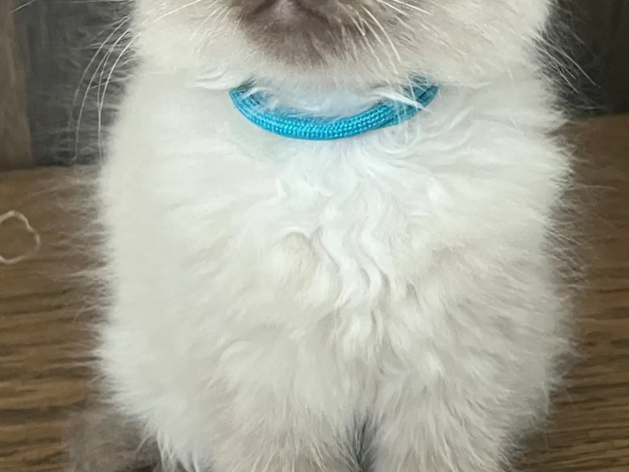 Billede 5 - Hellig Birma/Ragdoll inde katte 