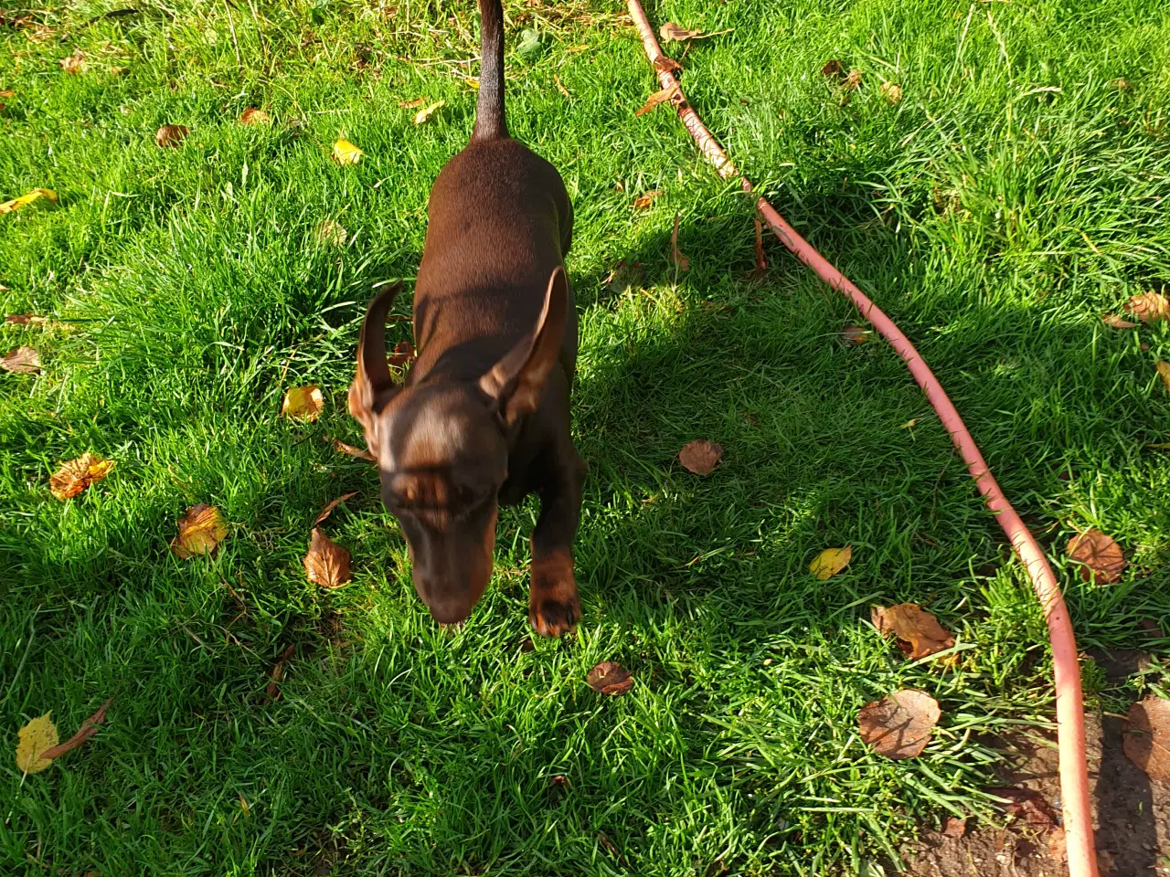 Billede 5 - Korthåret gravhunde 