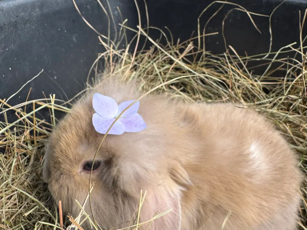 Billede 2 - Kanin unge 