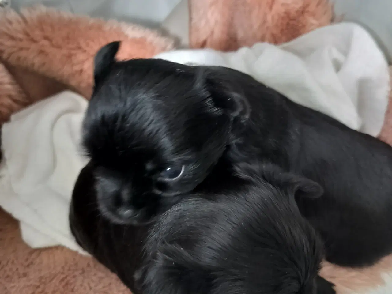 Billede 5 - SORTE skønne Yorkier, Tæver