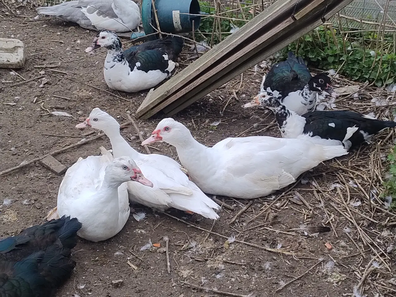 Billede 1 - moskus æg sælges.