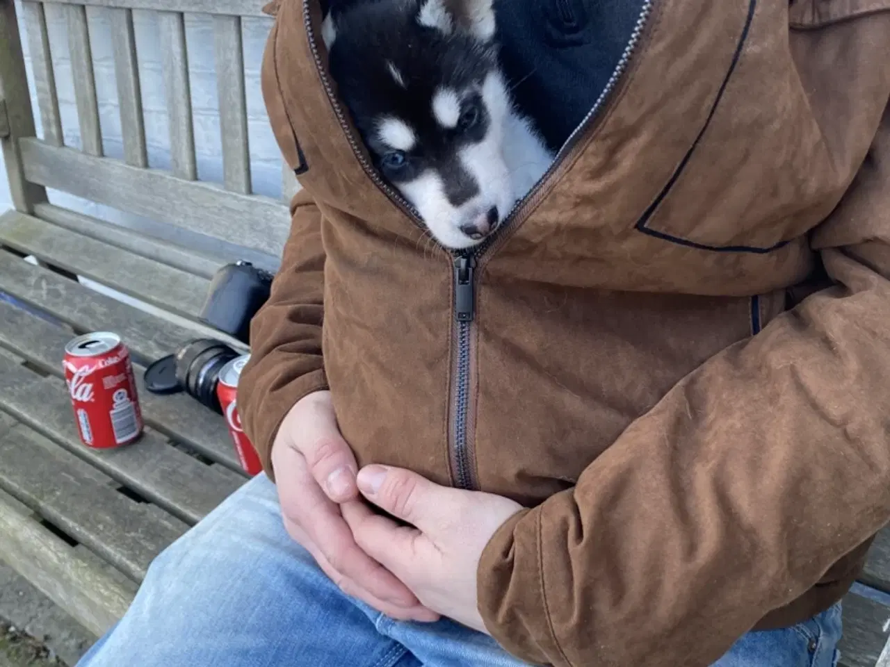 Billede 2 - Alaskan Husky/malamute hvalpe