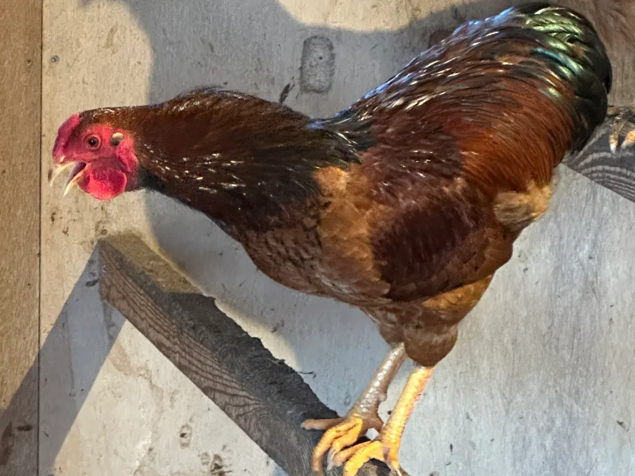 Billede 1 - Wyandot hane