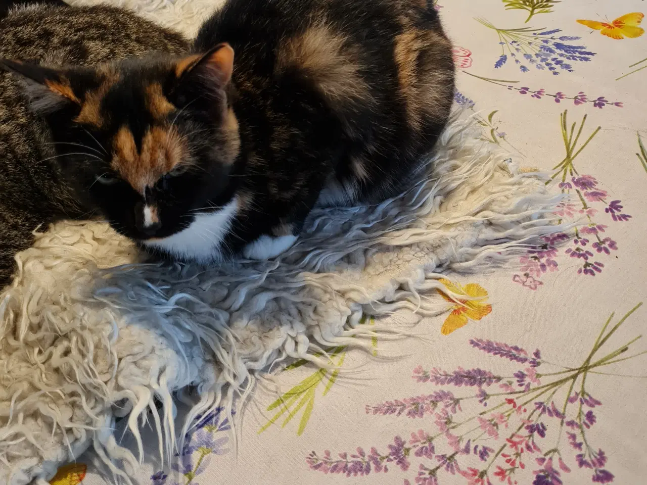 Billede 5 -  Katte killinger