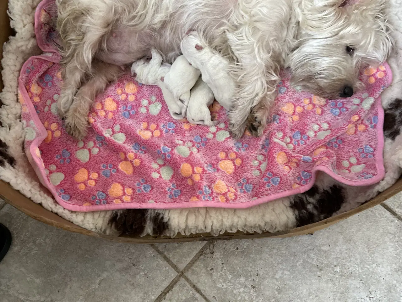 Billede 1 - Westie hvalpe