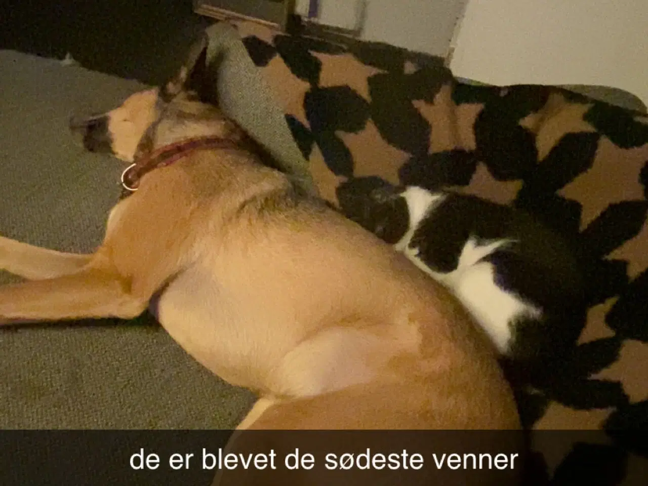 Billede 3 - hunkat på 2 år søger nyt hjem