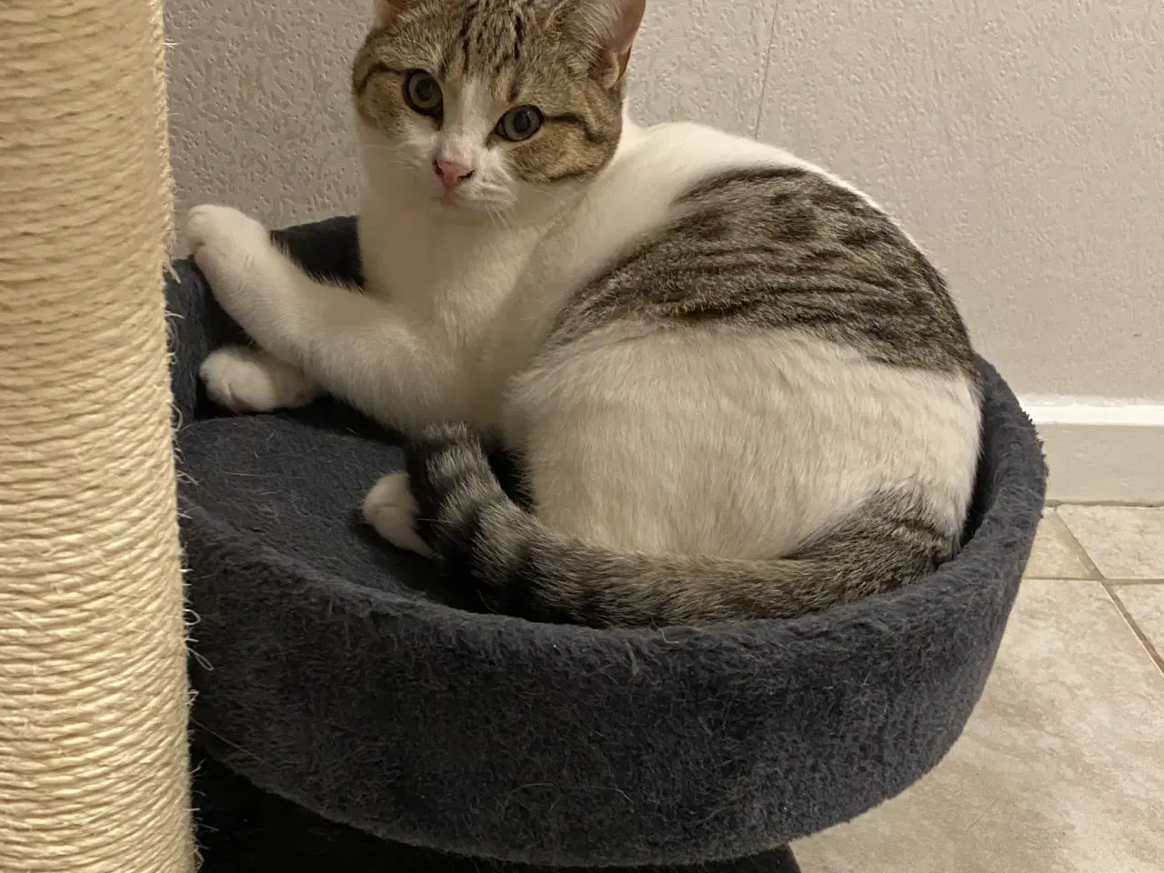 Billede 10 - British Shorthair killinger