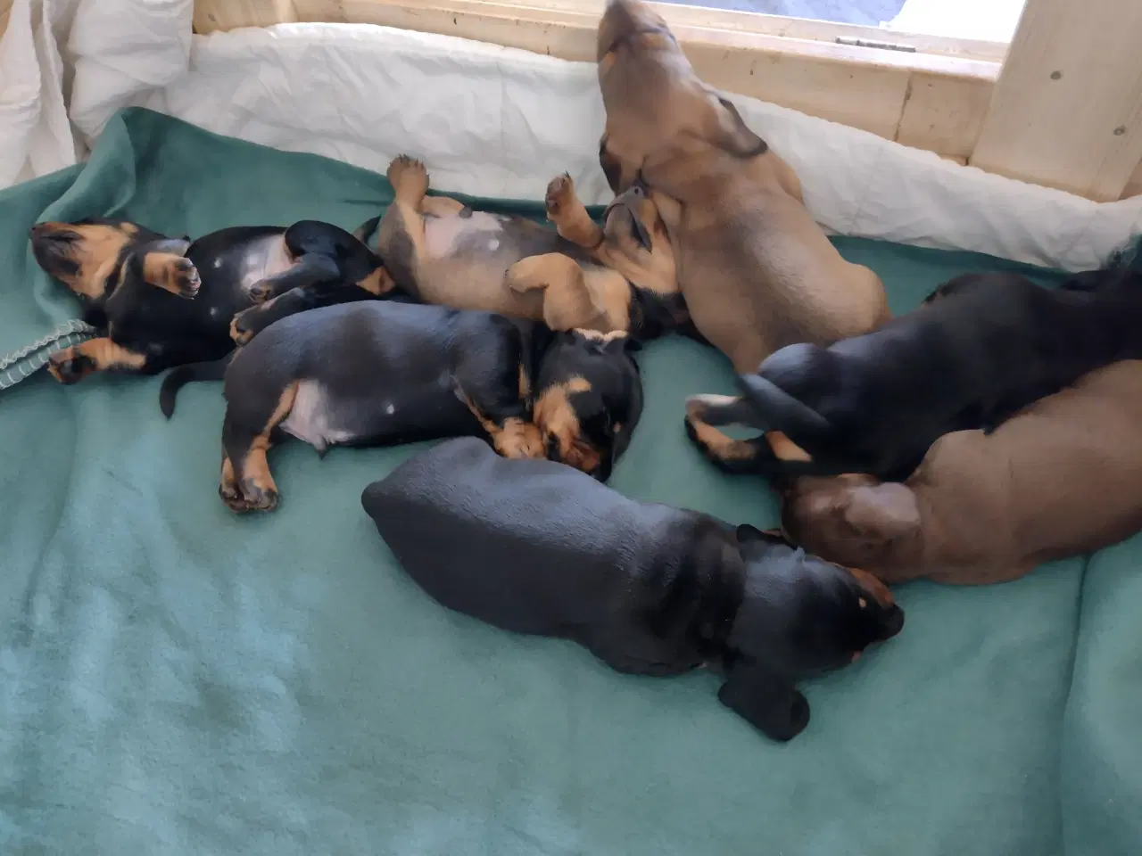 Billede 6 - Korthåret gravhunde hvalpe 