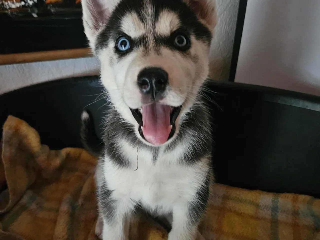 Billede 5 - 8 stk rene Siberian Husky  hvalpe