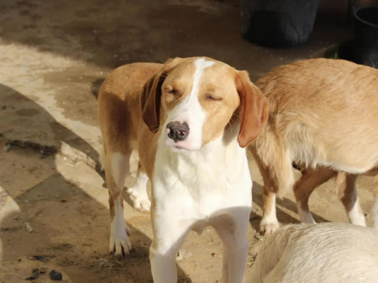 Billede 1 - Skønne Riga søger sit helt eget hjem