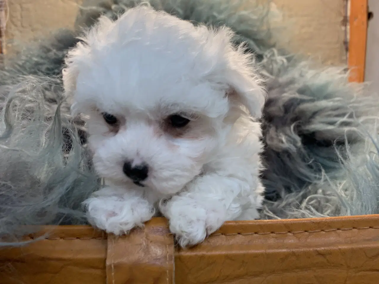 Billede 9 - De smukkeste Maltichon babyer 