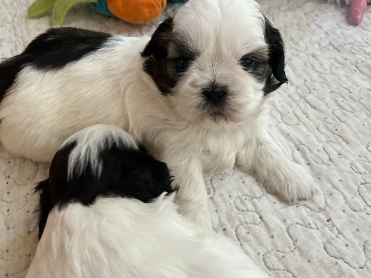 Billede 8 - Shih Tzu hvalpe