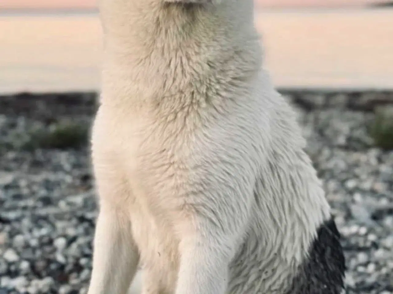 Billede 9 - Hunde hvalpe til salg