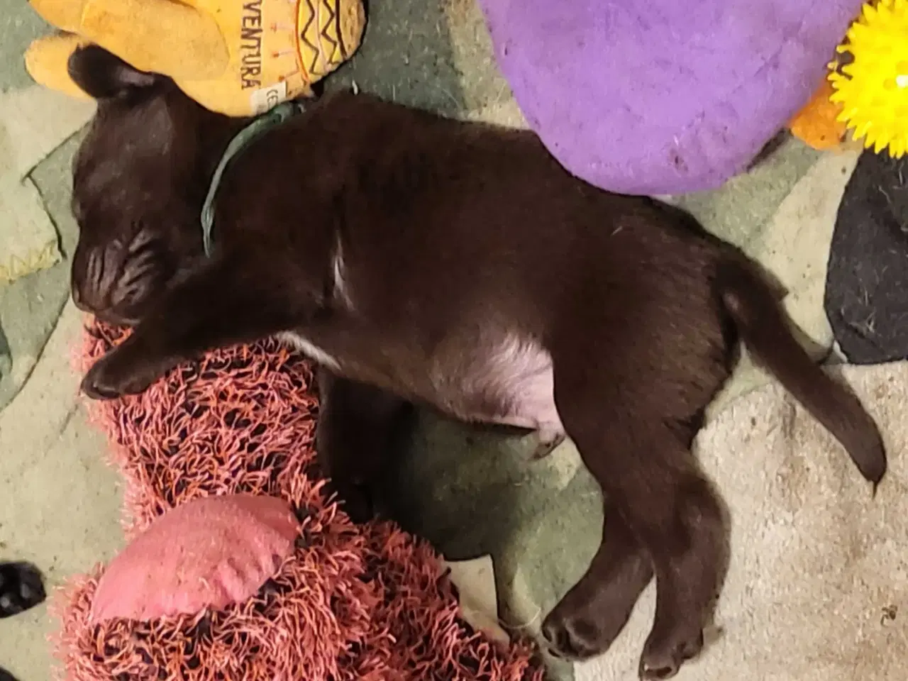 Billede 2 - Labrador Hundehvalpe 