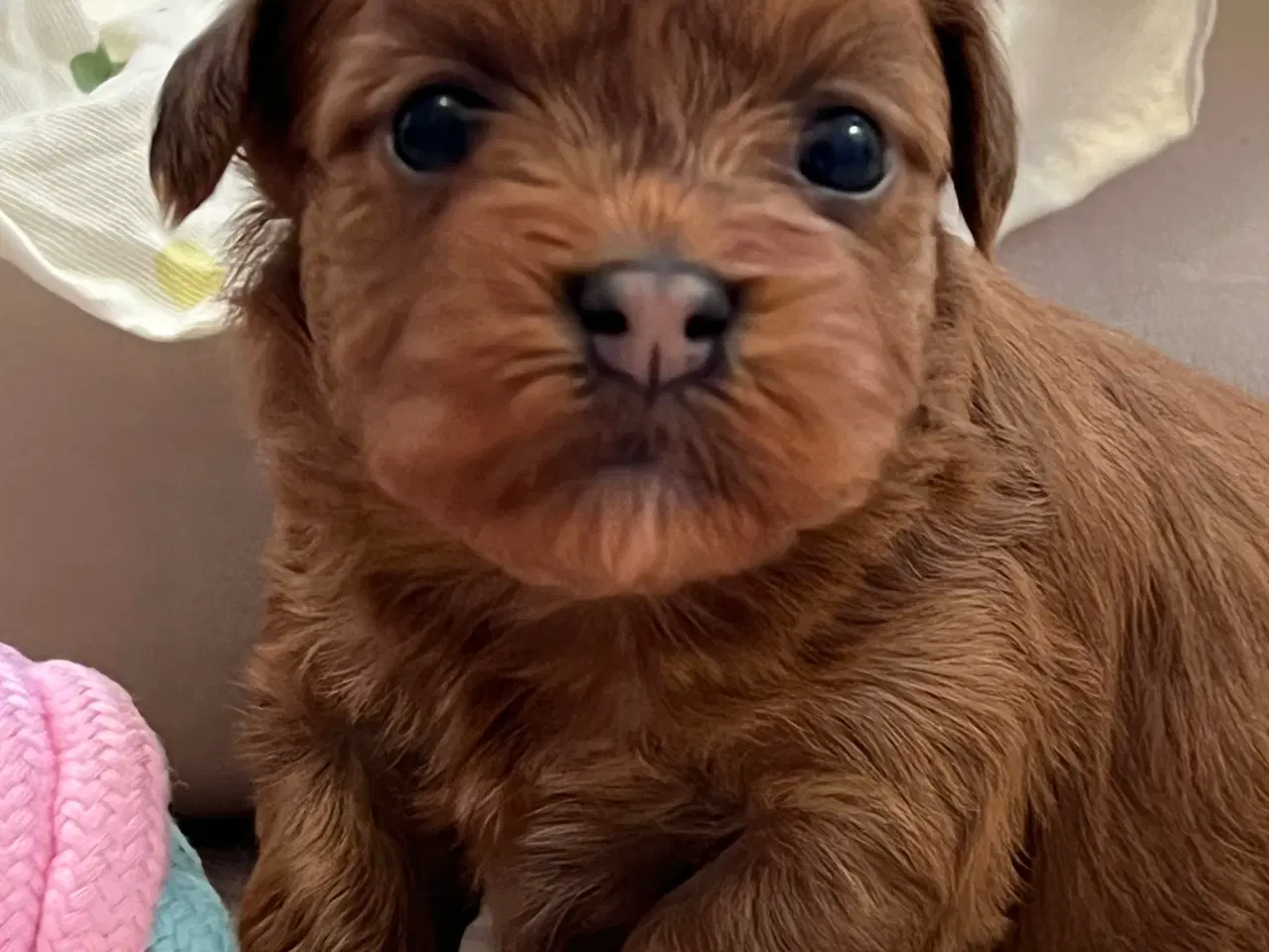 Billede 18 - Smuk Rød Bichon Havanais/ Tilbydes til Avl 