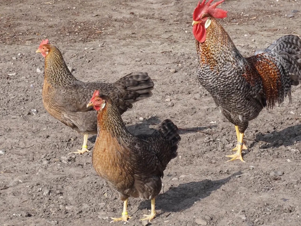 Billede 1 - Legbar høns 