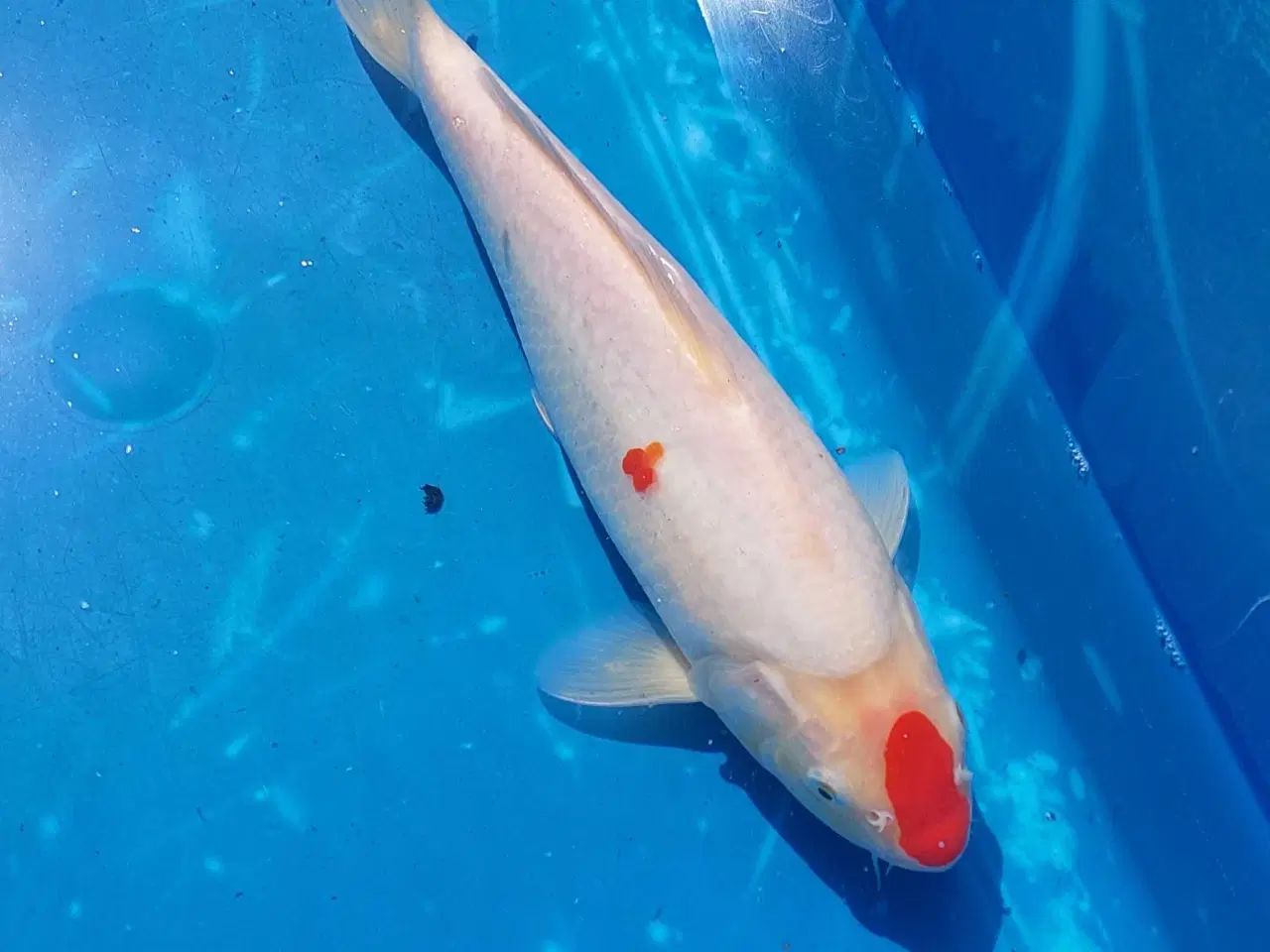 Billede 3 - Koi 35 cm