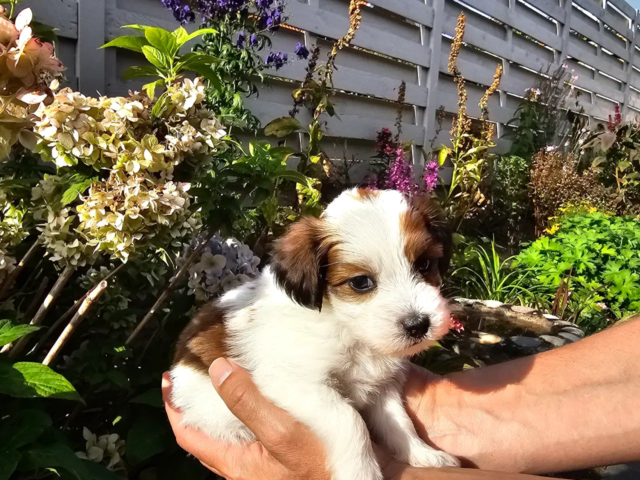 Billede 5 - Ægte Bichon havanais pige 