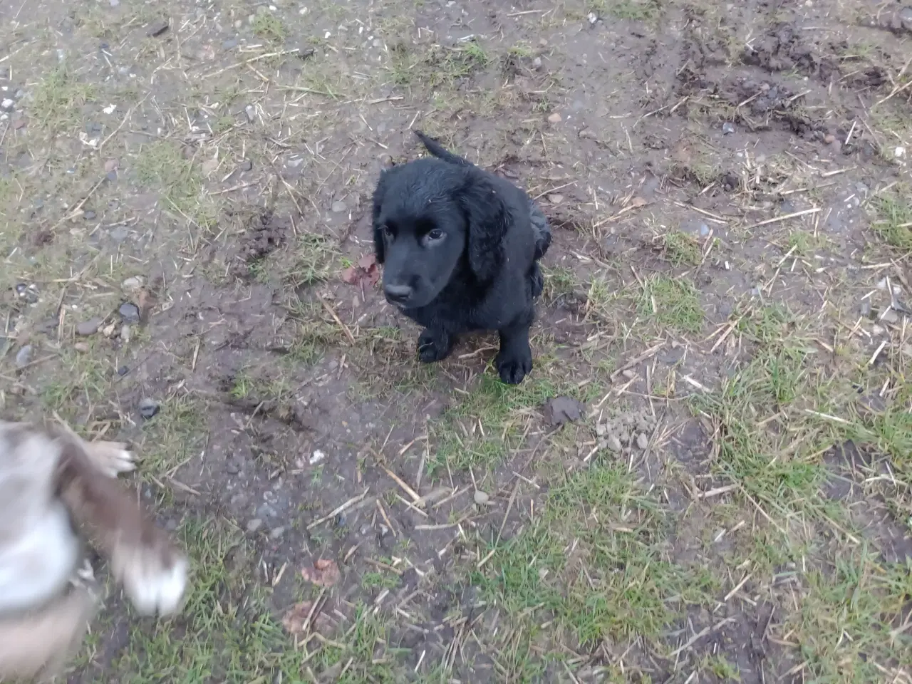 Billede 2 - Hundehvalpe vil gerne flytte hjemmefra.