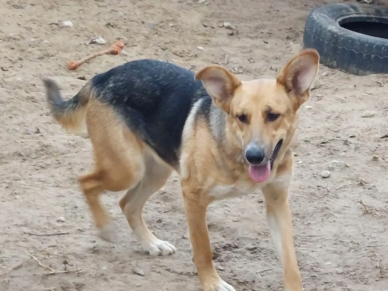 Billede 9 - Lillian søger sin hel egen familie