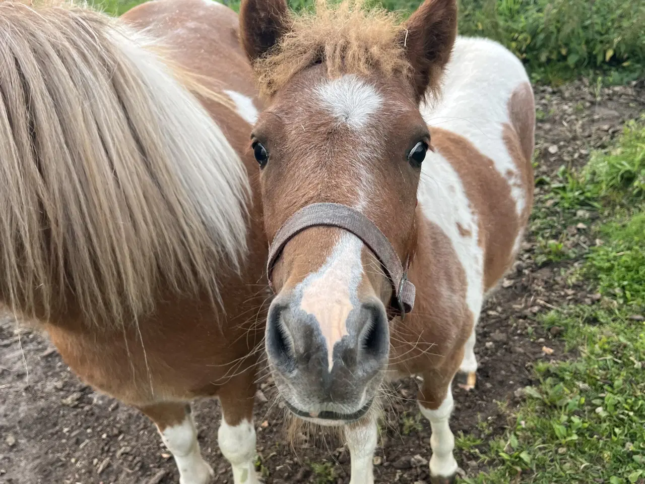 Billede 5 - Flot og virkelig sød shetter hoppe sælges