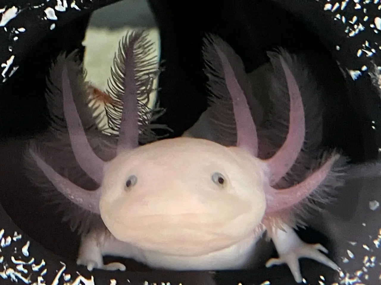 Billede 2 - Axolotl