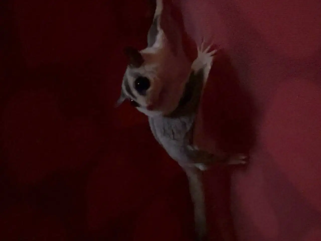 Billede 2 - Sugar glider + bur sælges