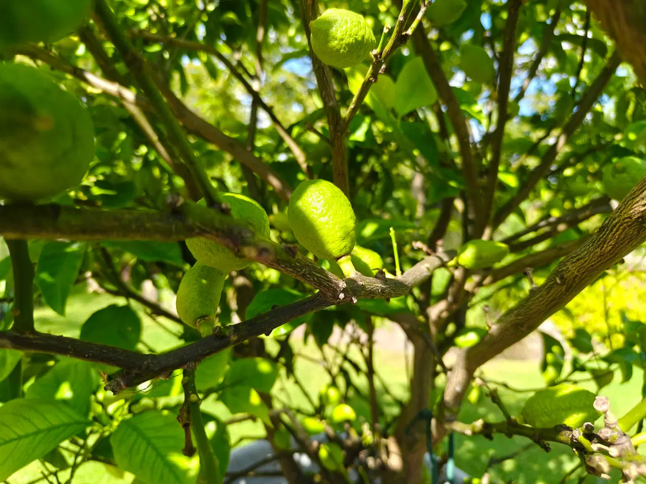 Billede 2 - Citrontræ