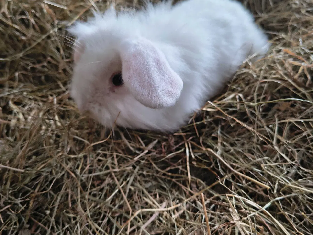 Billede 1 - Dværg vædder løvehoved