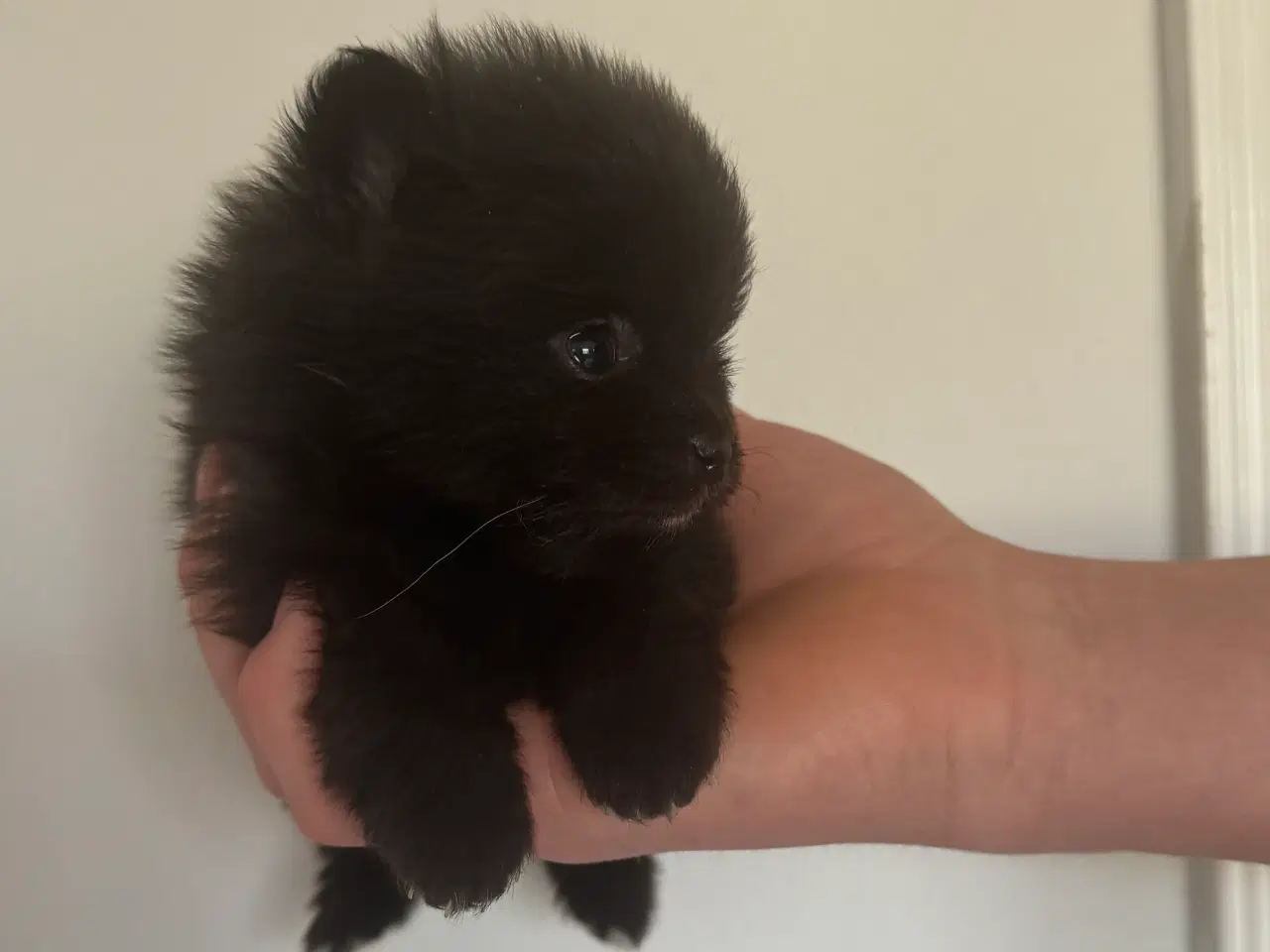Billede 6 - Pomeranian hvalp