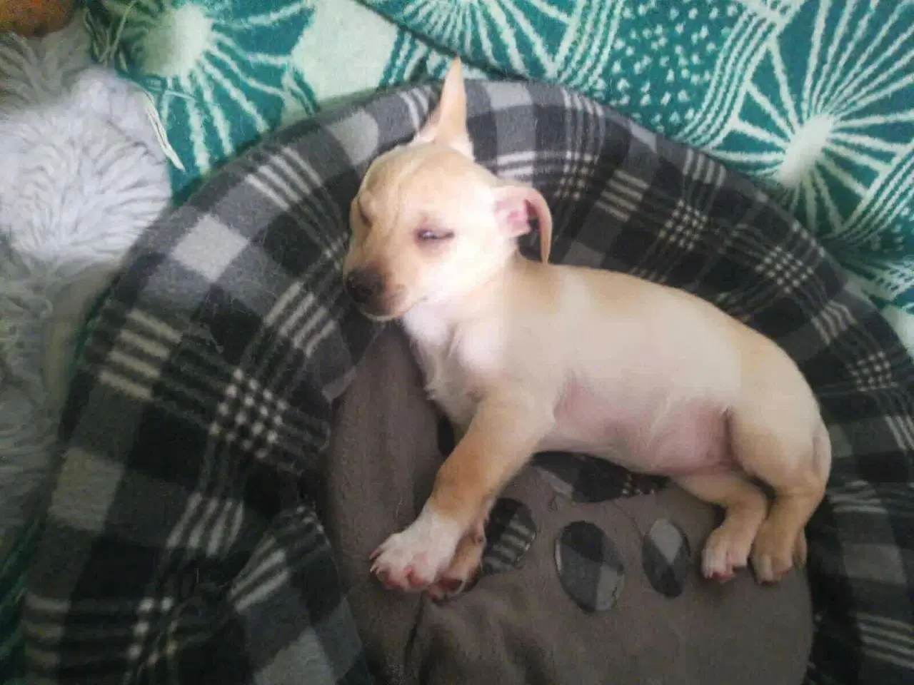 Billede 6 - Lille Mille 🩷