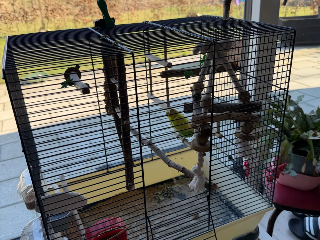 Billede 3 - Gratis fugl bortgives 🦜