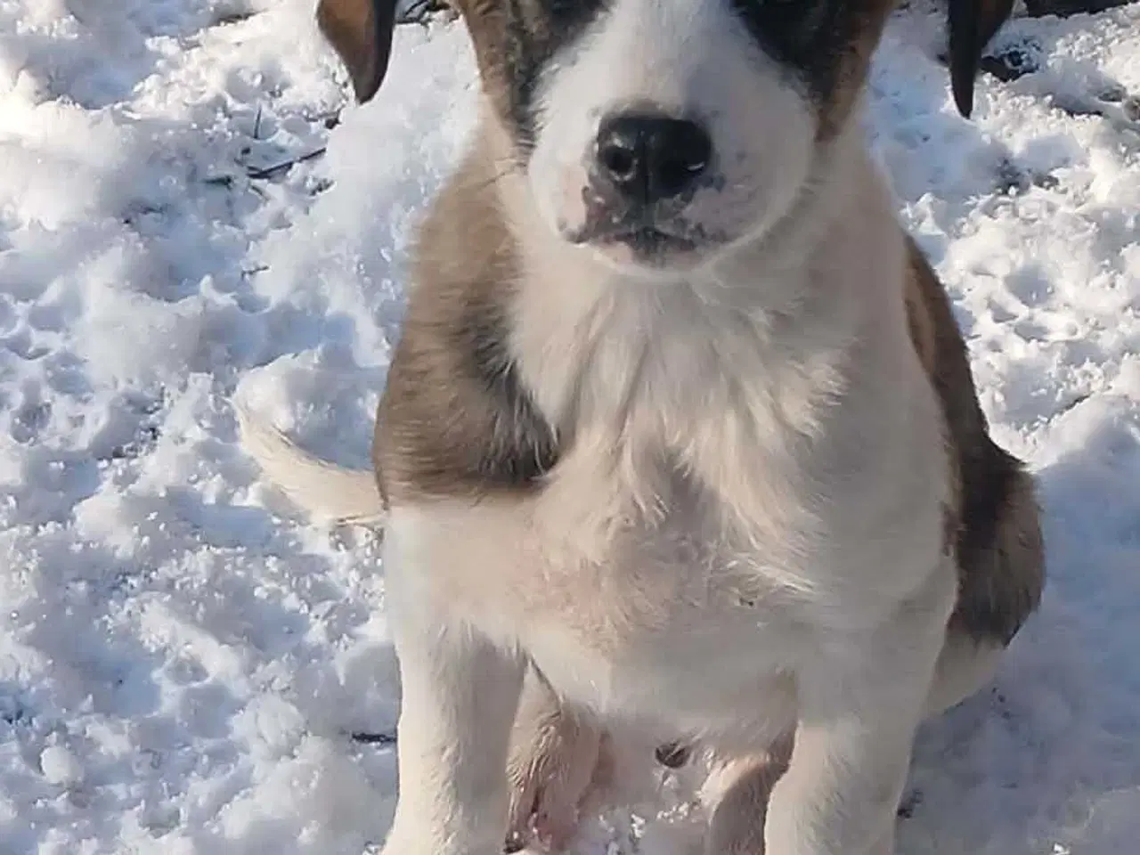 Billede 8 - Dax søger sin første familie