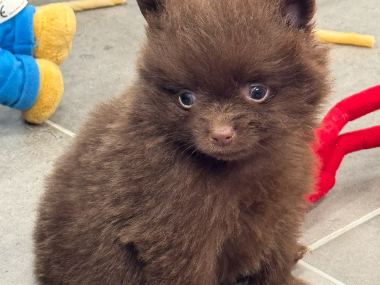 Billede 19 - Pomerania hvalpe 1 pige tilbage