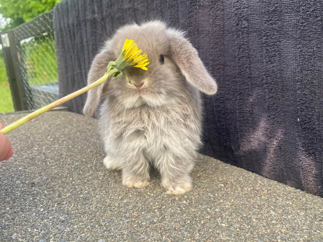 Billede 1 - Mini lop kaninunge dreng 