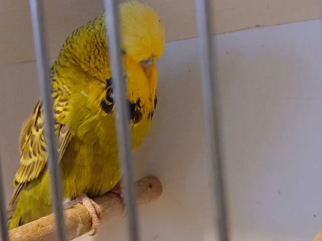 Billede 10 - Engelske undulater hanner