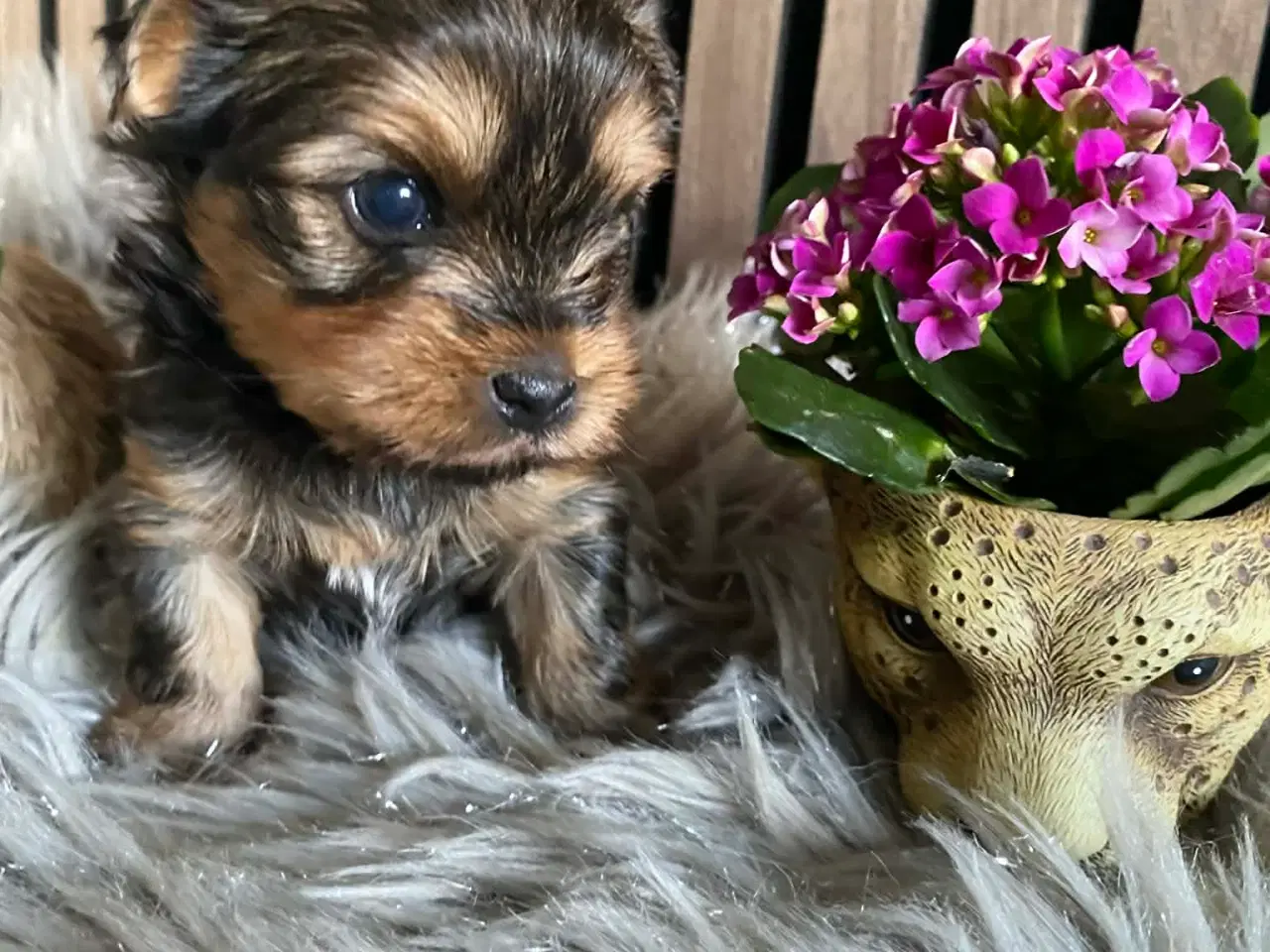Billede 1 - Yorkshire terrier 