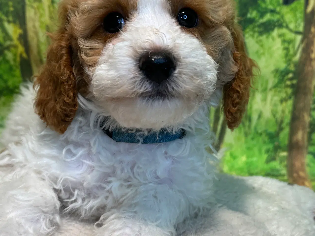 Billede 14 - Cavapoo Rejseklar 
