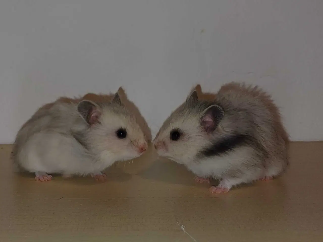 Billede 3 - Guldhamster unger