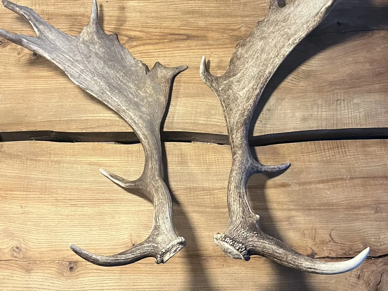 Billede 2 - 2 Dåhjorte kastestænger- 1 Kronhjort kastestang