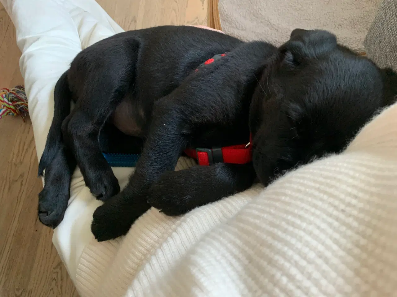 Billede 2 - Hvalp søger nyt hjem Golden retriver / Rottweiler 