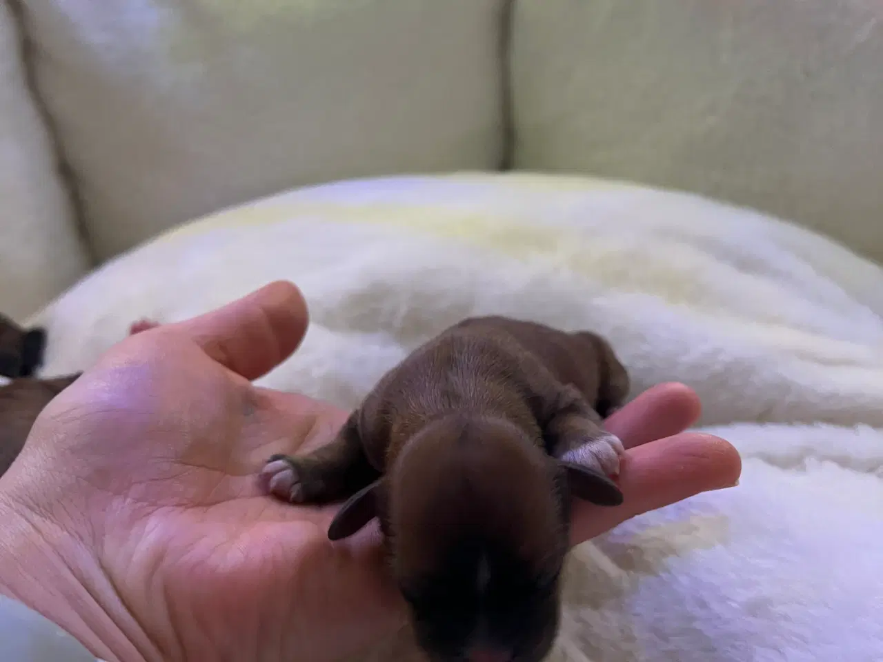 Billede 3 - Shihtzu/Bichon Havanaise hvalper