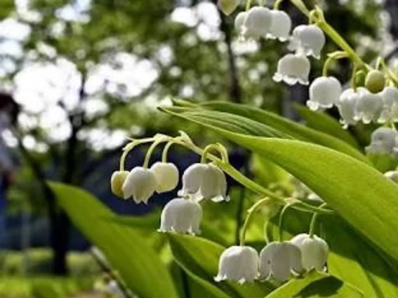 Billede 3 - Stauder, mange forskellige