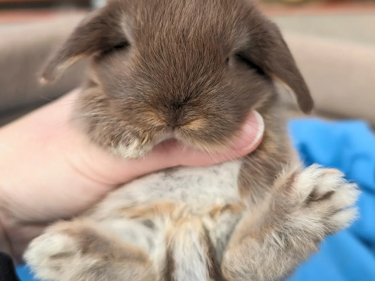 Billede 5 - Minilop kaninunge sælges