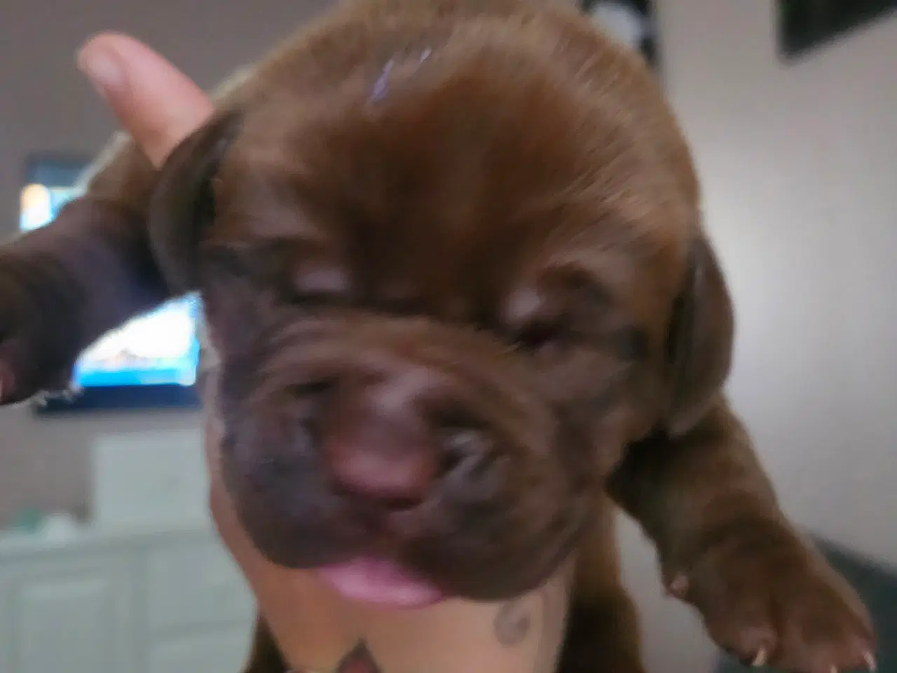 Billede 8 - Dogue de bordeaux blandings hvalpe