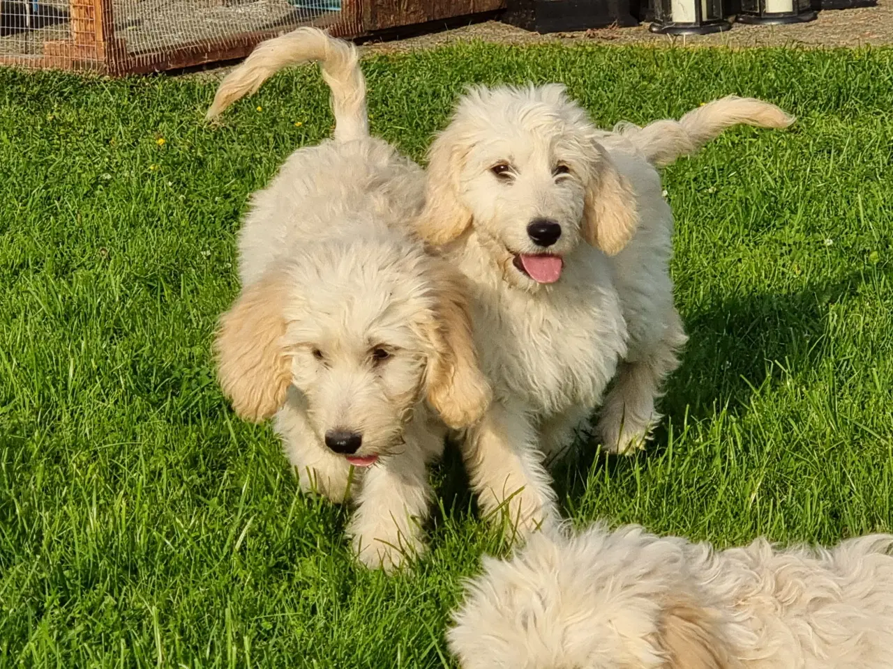 Billede 1 - skønheder Golden doodle hvalpe