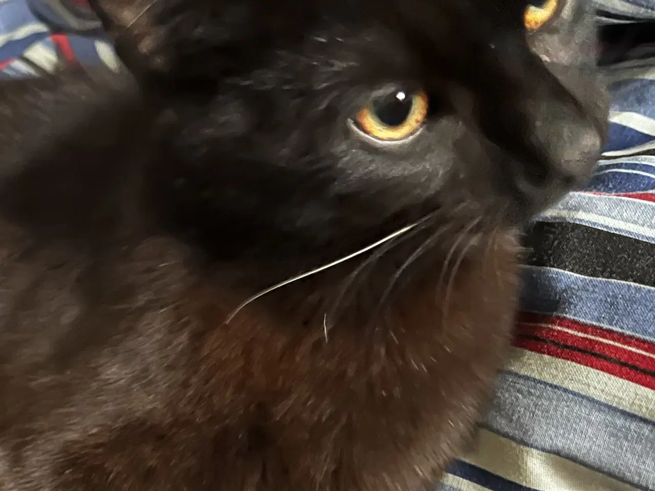 Billede 9 - Dejlige indendørskillinger -Afdrag muligt 