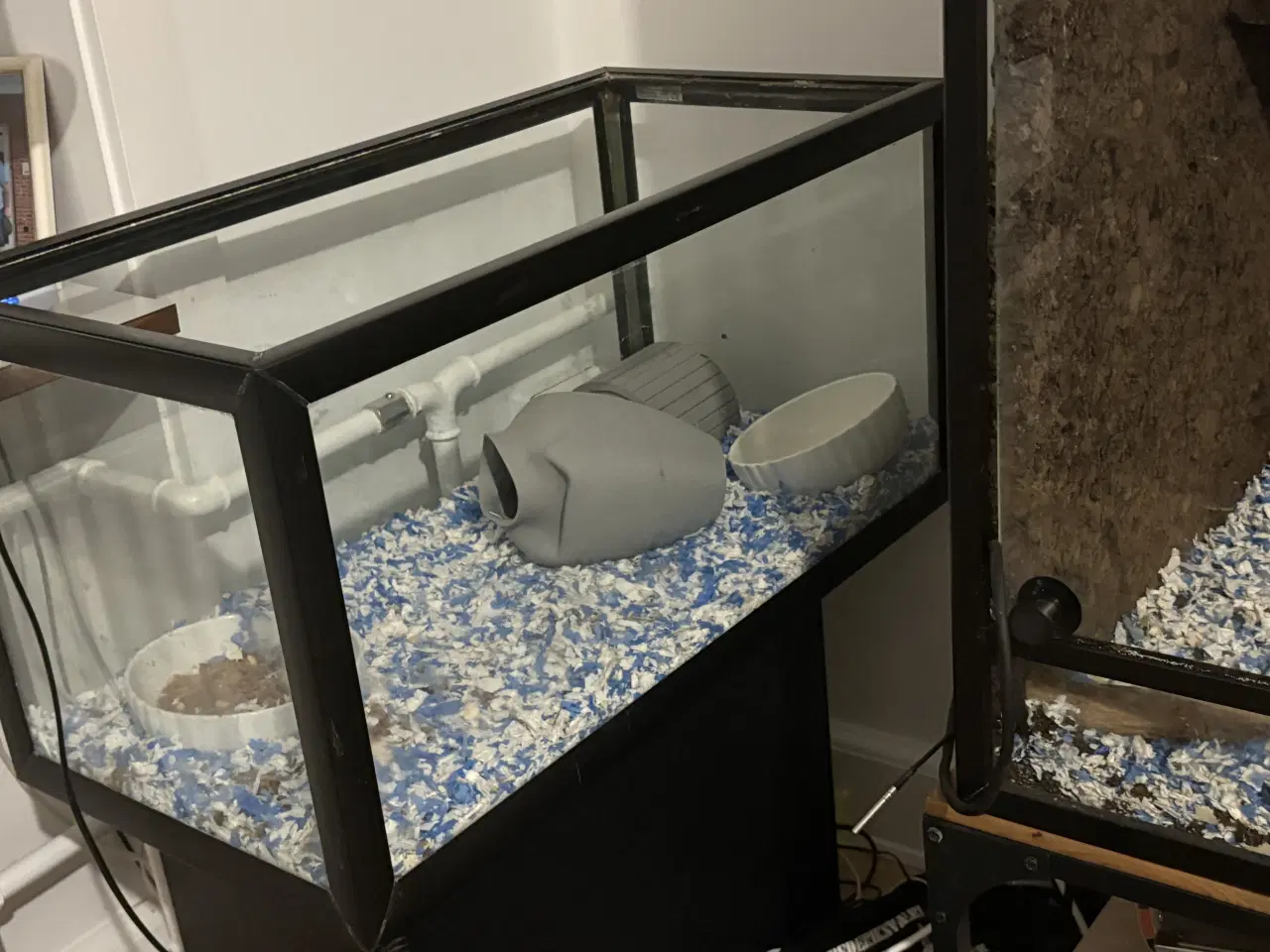 Billede 4 - Børstesvin med bur