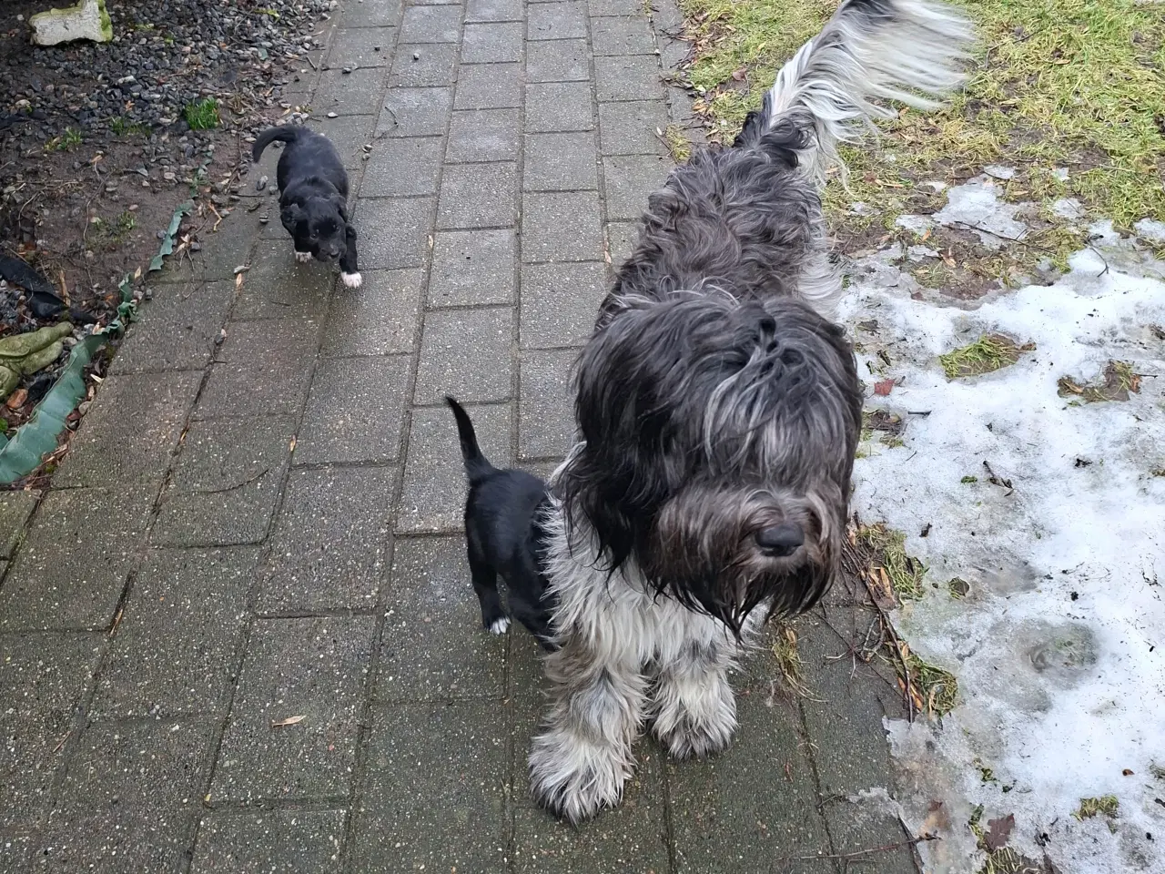 Billede 6 - Skøn familie hund blanding 