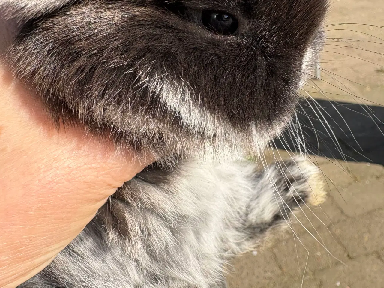 Billede 2 - Minilops piger